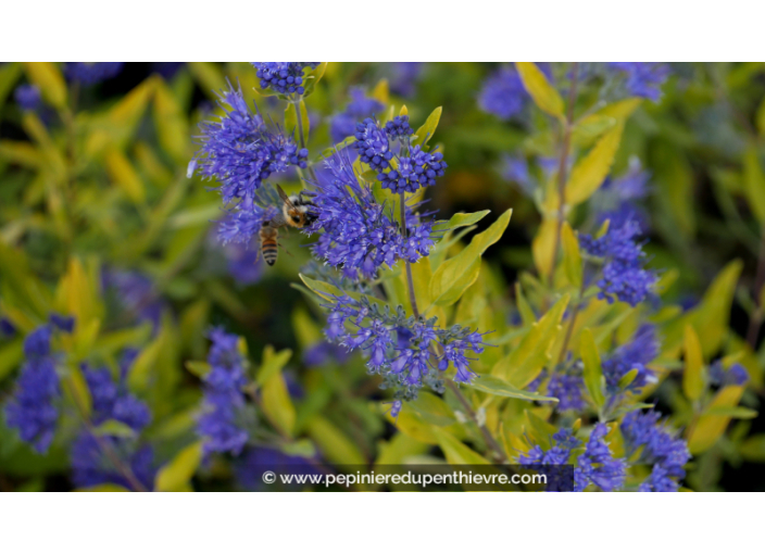 CARYOPTERIS x clandonensis 'Worcester Gold'