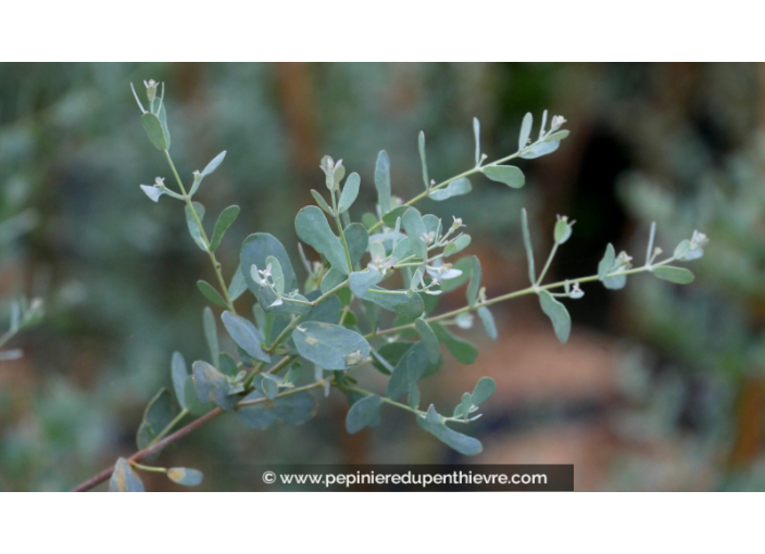 EUCALYPTUS gunnii 'France Bleu'