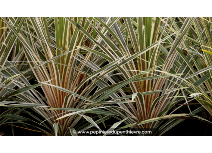 CORDYLINE australis 'Torbay Dazzler'