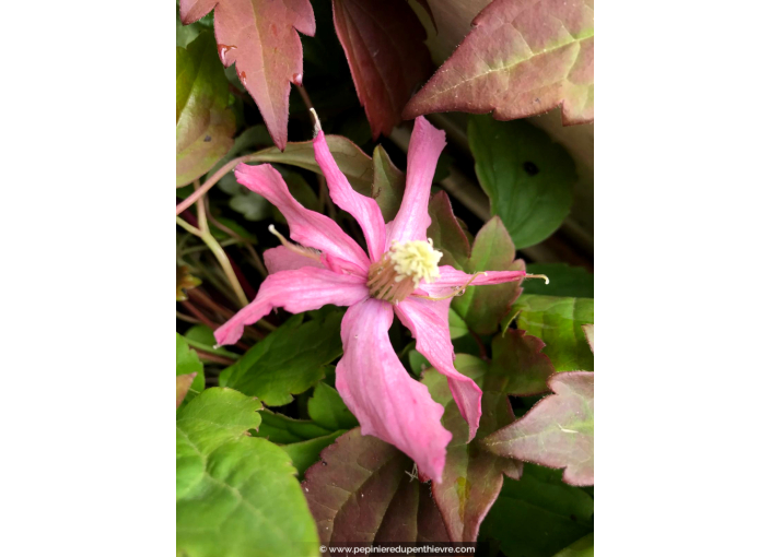 CLEMATIS montana 'Broughton Star'