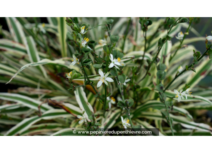 ARTHROPODIUM candidum 'Little Lia'®