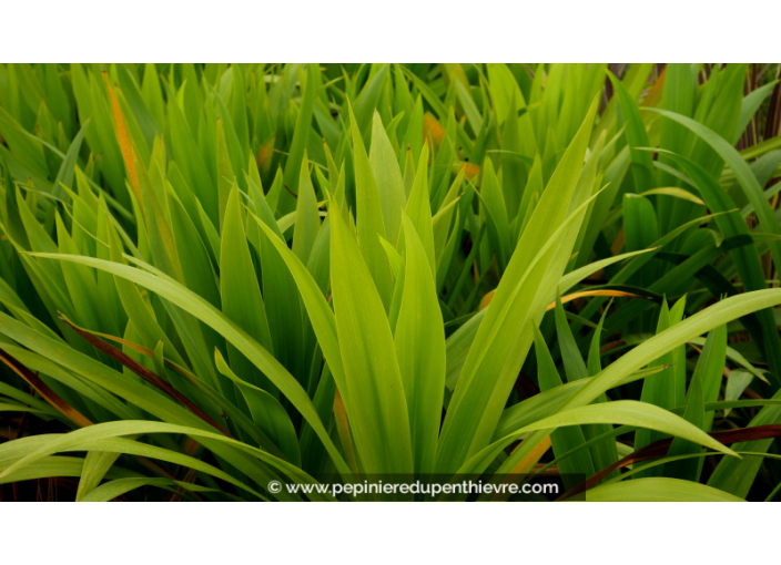 CORDYLINE 'Emerald Star'®