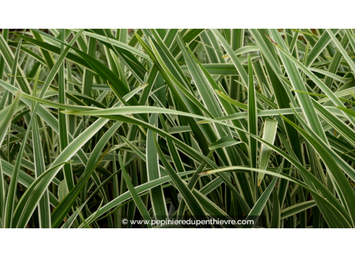 DIANELLA tasmanica 'Wyeena'