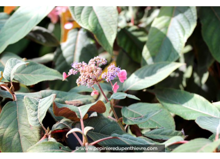 HYDRANGEA aspera 'Hot Chocolate'