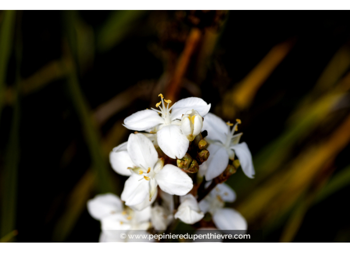 LIBERTIA ixioides