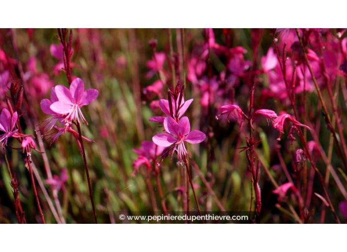 GAURA lindheimeri 'Red Color'