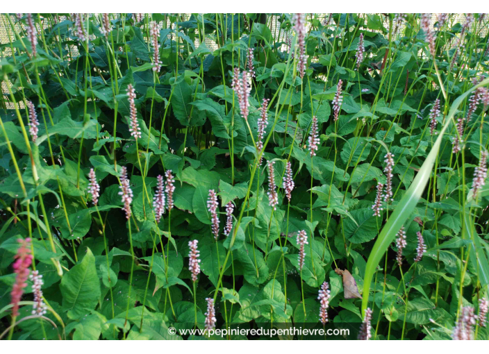 PERSICARIA amplexicaulis 'Rosea'