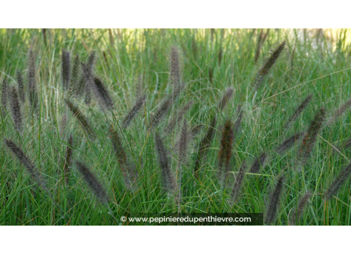 PENNISETUM alopecuroides 'Viridescens'