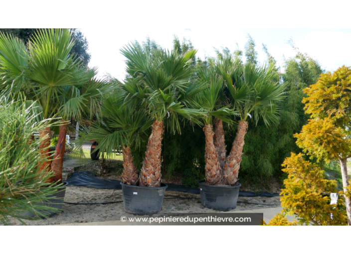 WASHINGTONIA robusta 'Cépée 200/250' v1