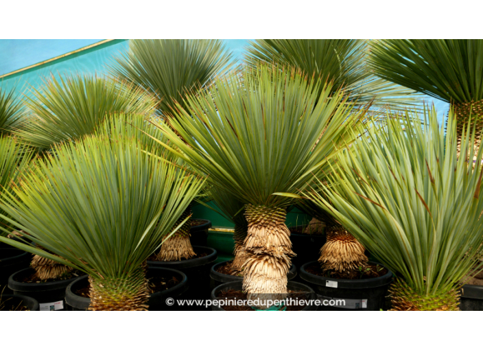 YUCCA rostrata 'Tronc 20/30'