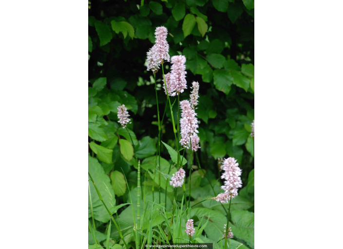 PERSICARIA bistorta 'Superba'