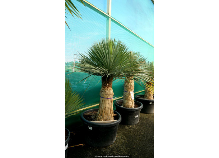 YUCCA rostrata 'Tronc 50/60'