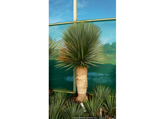 YUCCA rostrata 'Tronc 80/90'