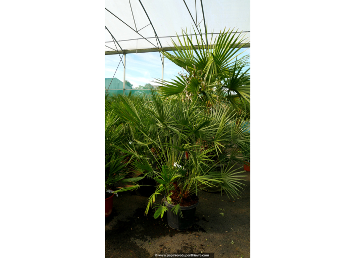 CHAMAEROPS humilis '80/100'