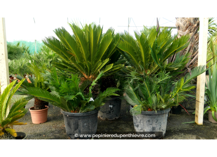 CYCAS revoluta 'Tronc 30/40'