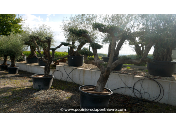 OLEA europaea - OLIVIER tronc vieillissant 'Plateaux 40/60'