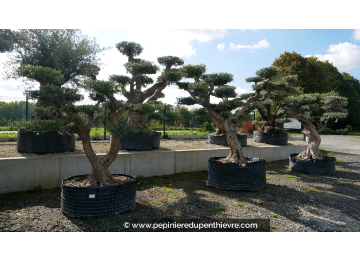 OLEA europaea - OLIVIER 'Plateaux Vieux Tronc 60/80'