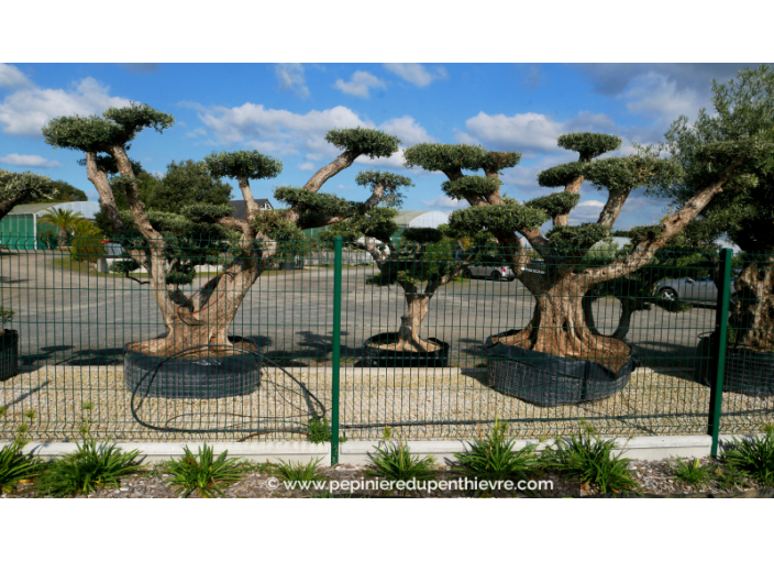 OLEA europaea - OLIVIER 'Plateaux Vieux Tronc 100/120'