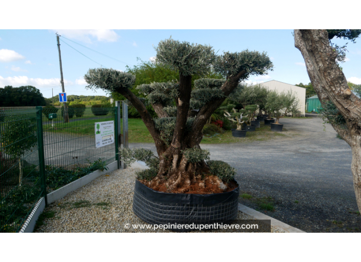 OLEA europaea - OLIVIER 'Plateaux Vieux Tronc 80/100'