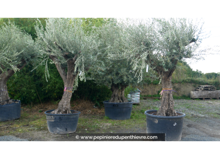 OLEA europaea - OLIVIER 'Vieux Tronc 70/80'