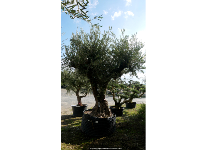 OLEA europaea - OLIVIER 'Vieux Tronc 120/140'