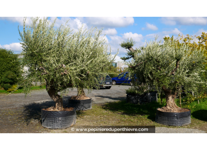 OLEA europaea - OLIVIER 'Vieux Tronc 100/120'