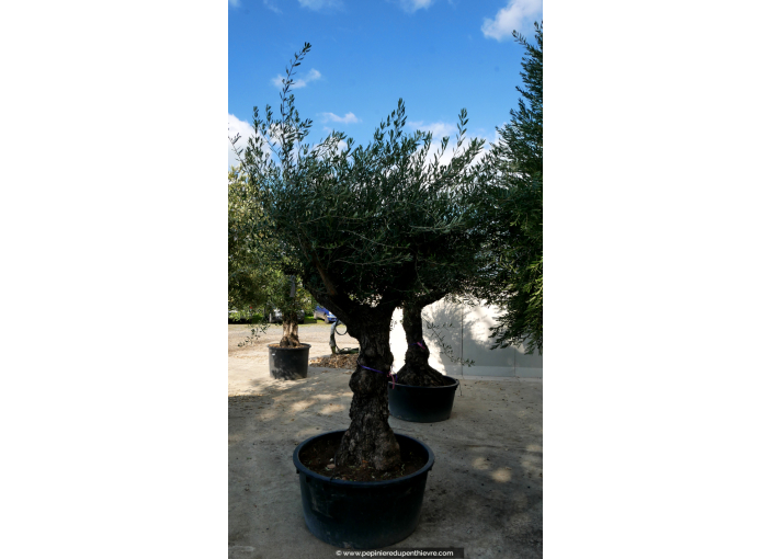 OLEA europaea - OLIVIER 'Lechin 60/80'