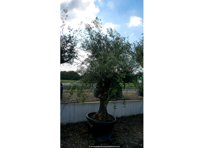 OLEA europaea - OLIVIER 'Lechin 40/60'