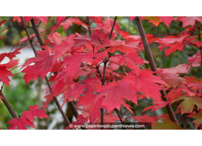 ACER x freemanii 'Autumn Blaze'