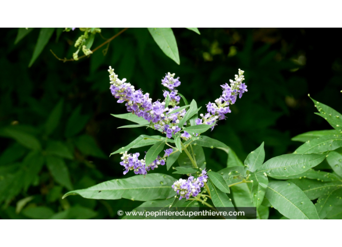 VITEX agnus-castus