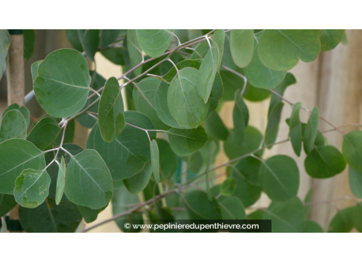 EUCALYPTUS	polyanthemos