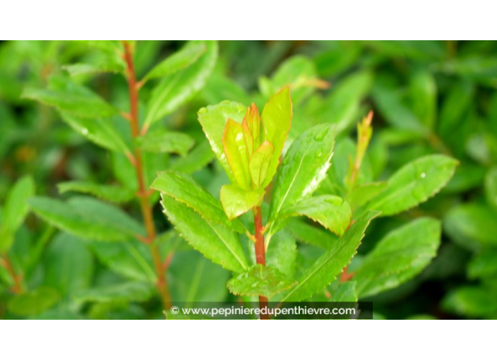 ARBUTUS unedo 'Atlantic'