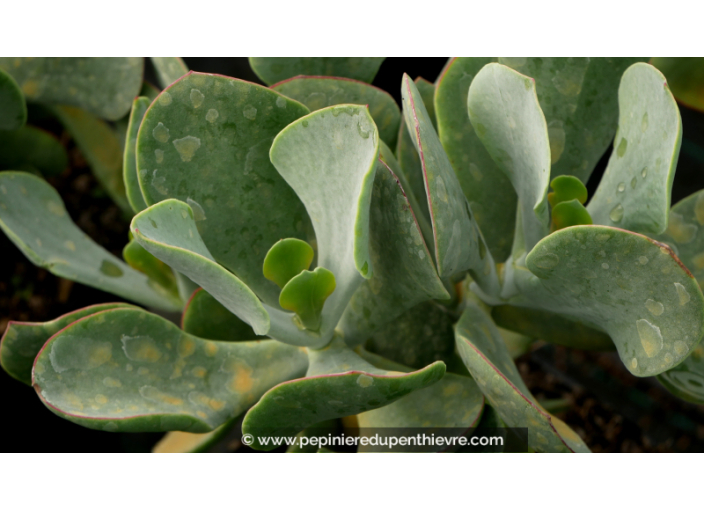 COTYLEDON orbiculata 'Gray'