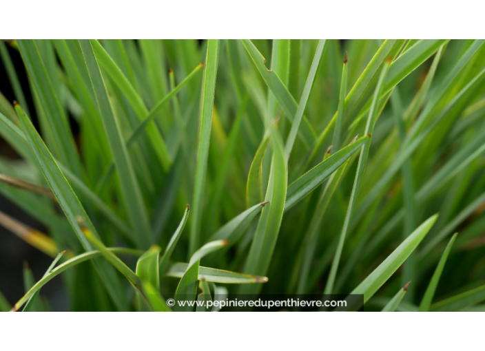 DIANELLA revoluta 'Little Rev'