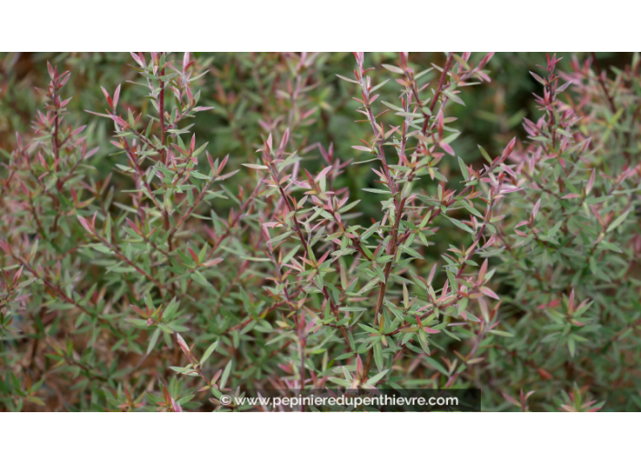 LEPTOSPERMUM scoparium 'Crimson Glory'