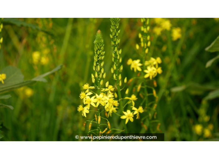 BULBINE frutescens