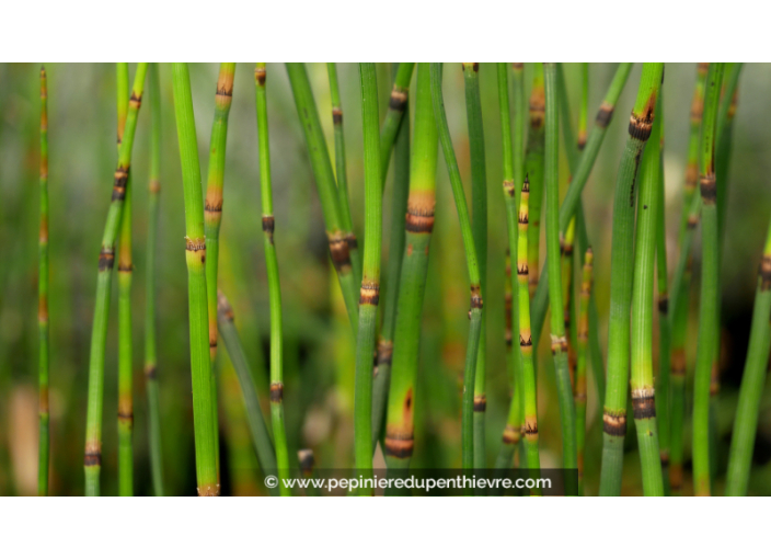 EQUISETUM hyemale 'Robustum'