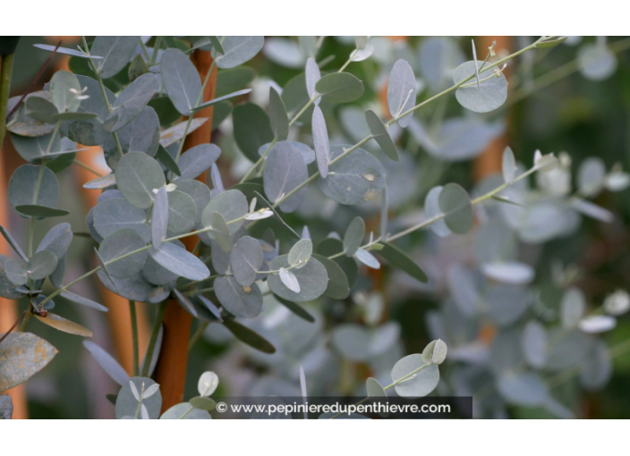 EUCALYPTUS gunnii 'Silverana'