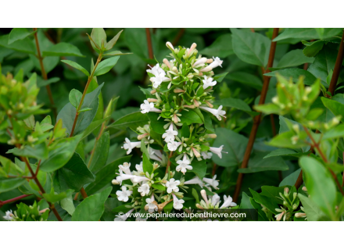 ABELIA chinensis 'White Surprise'