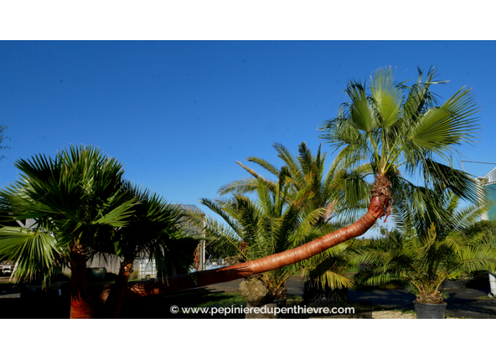 WASHINGTONIA robusta 'Tronc 500/550 Couché'