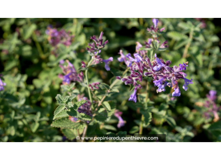 NEPETA faassenii 'Six Hills Giant'