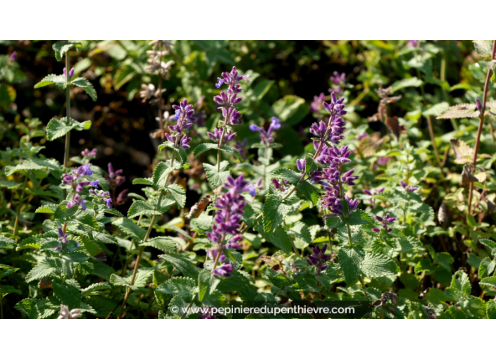 NEPETA mussinii