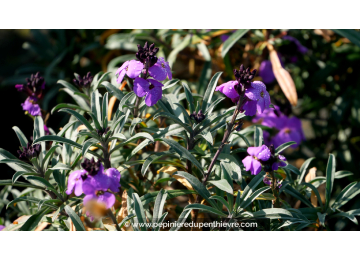 ERYSIMUM 'Bowles Mauve'