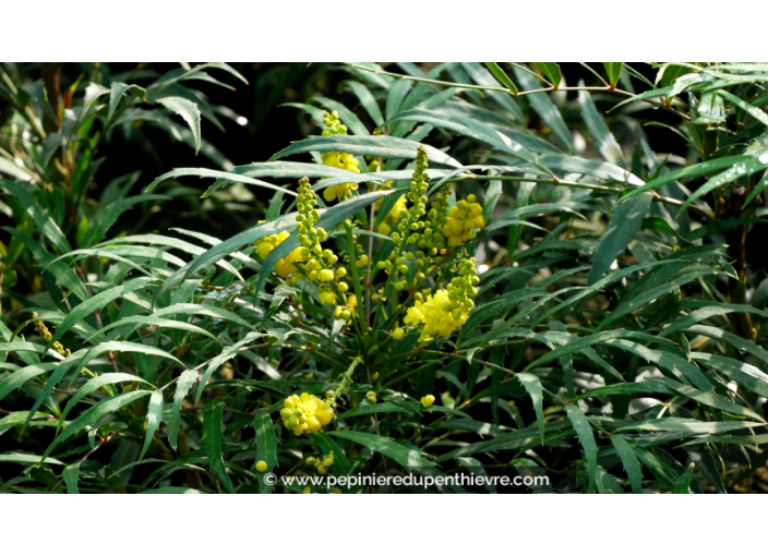 MAHONIA eurybracteata 'Sweet Winter'