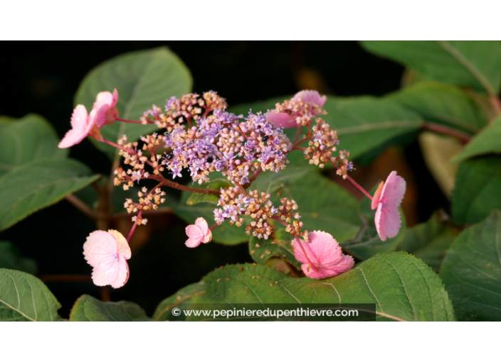 HYDRANGEA aspera 'Hot Chocolate'