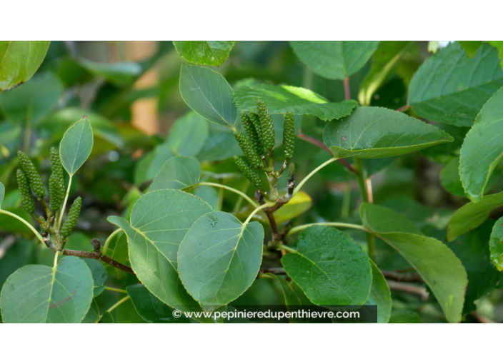 ALNUS incana