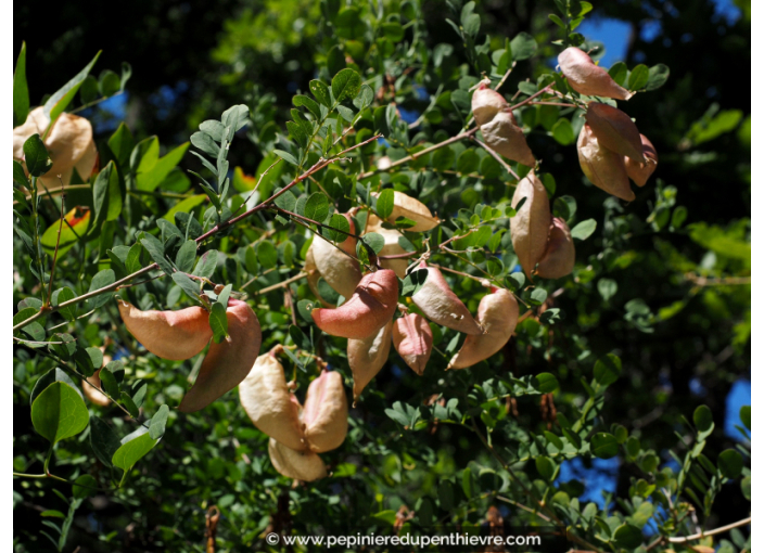 COLUTEA arborescens