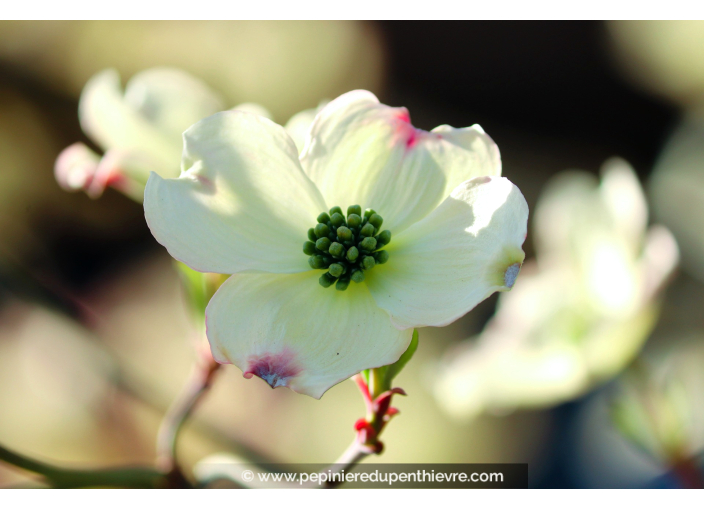 CORNUS florida