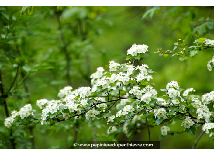 CRATAEGUS monogyna