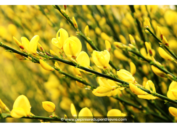 CYTISUS scoparius